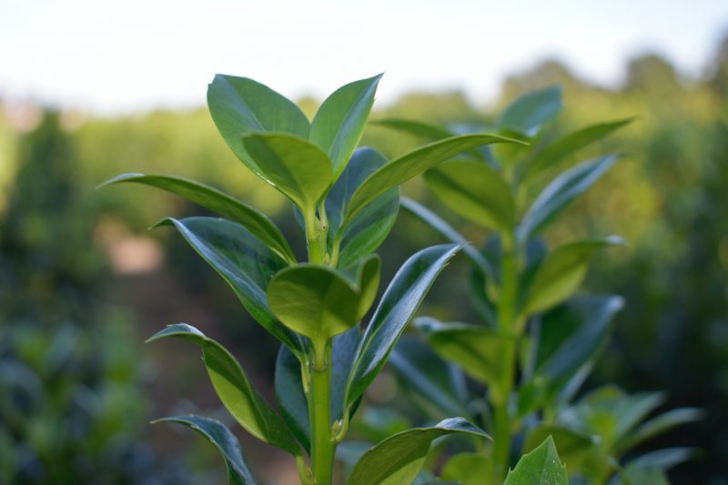 Hulst Heckenfee® (met bessen)