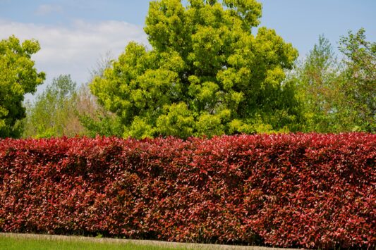 Glansmis[el Red Robin - Haagplantenkopen-nl