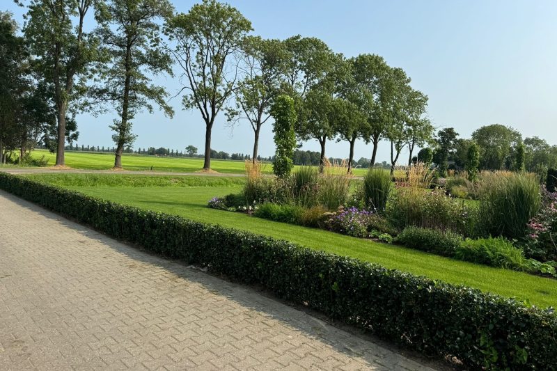 Hulst Heckenfee - Haagplantenkopen-nl