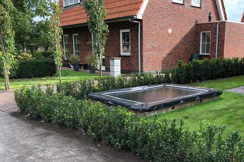 Hulst Heckenstar - Haagplantenkopen.nl