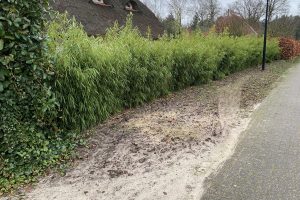 Bamboe Rufa - Haagplantenkopen.nl