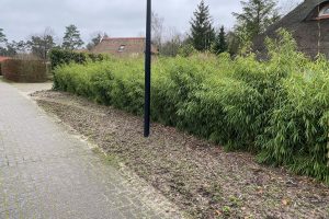 Bamboe Rufa - Haagplantenkopen.nl