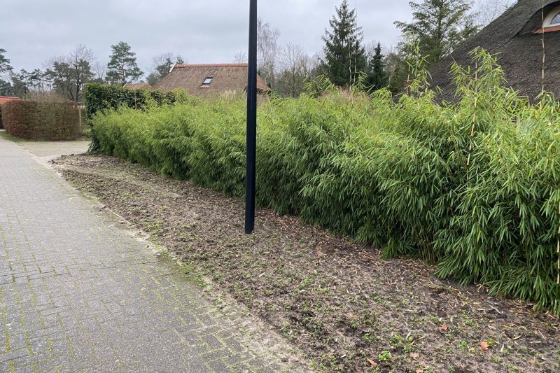 Bamboe Rufa - Haagplantenkopen.nl