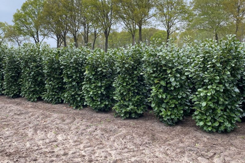 Laurier Etna - Haagplantenkopen-nl