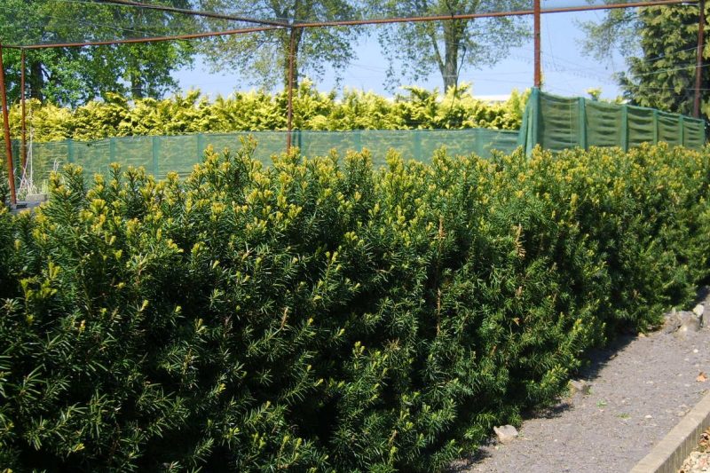Taxus Hicksii