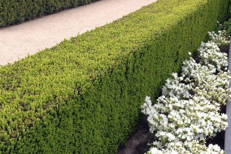 Taxus Hillii - Haagplantenkopen.nl