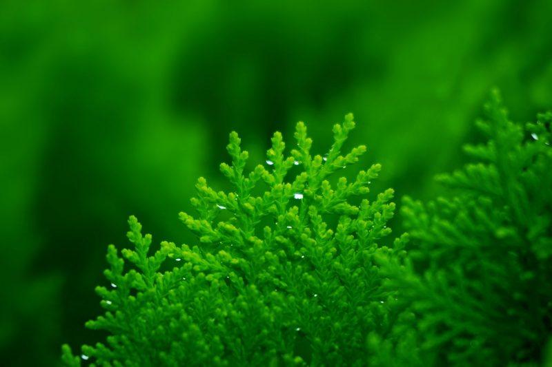 Conifeer - Haagplantenkopen.nl