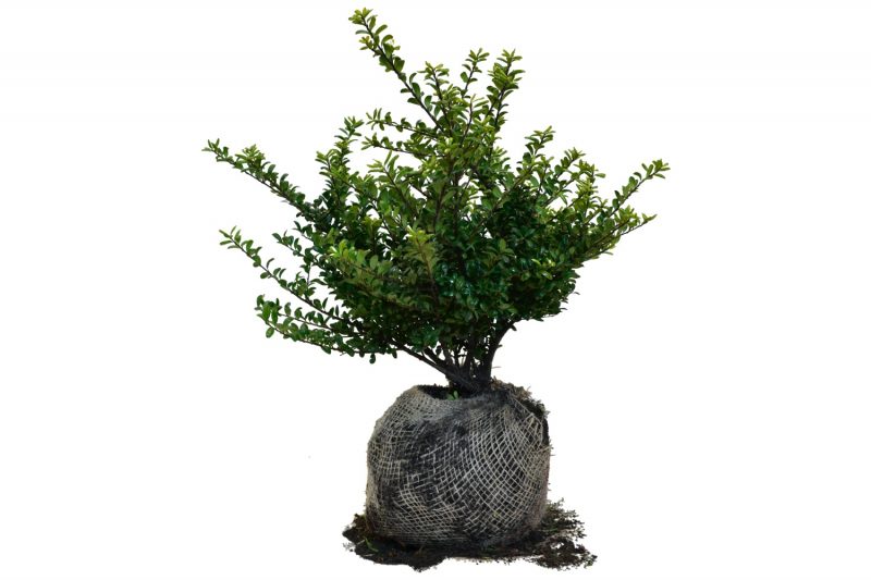 Japanse Hulst - Convexa