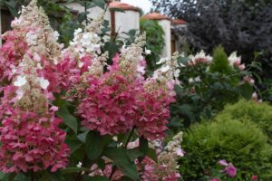 Hortensia Pinky Winky