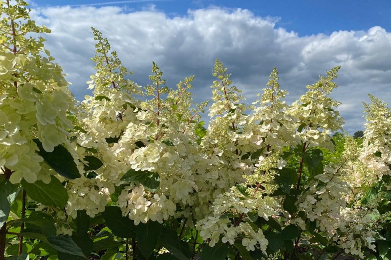 Hortensia - Pinky Winky