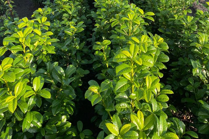 Laurier Ani - Haagplantenkopen-nl