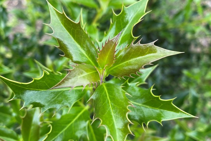 Hulst Alaska - Haagplantenkopen.nl