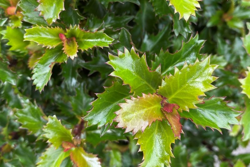 Hulst Little Rascal®