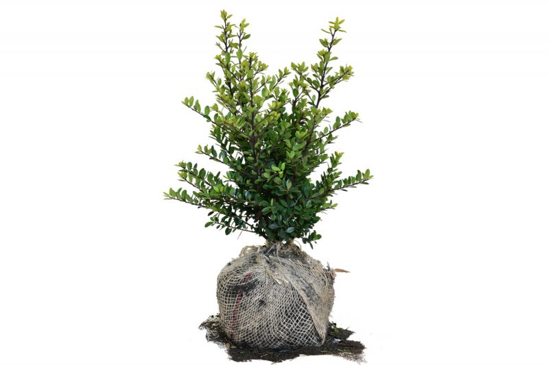 Japanse Hulst Green Hedge