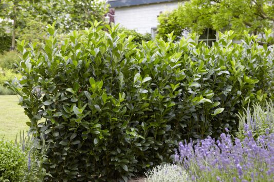 Laurier Obelisk® - Haagplantenkopen-nl