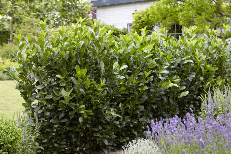 Laurier Obelisk® - Haagplantenkopen-nl