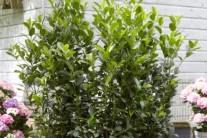 Laurier Obelisk® - Haagplantenkopen-nl