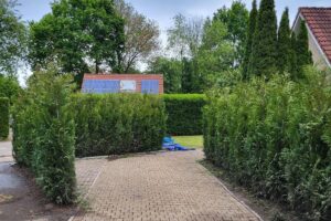 Conifeer Gelderland - Haagplantenkopen-nl