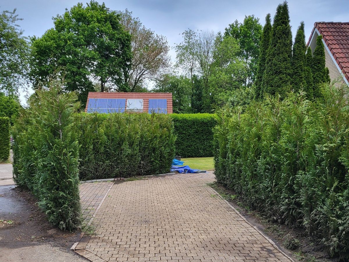 Conifeer Gelderland - Haagplantenkopen-nl