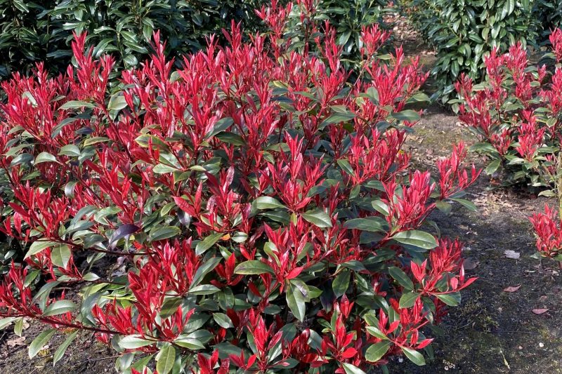 Glansmispel Carre Rouge