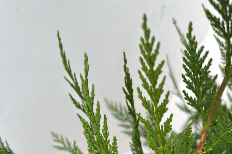 Conifeer Leylandii - Haagplantenkopen-nl