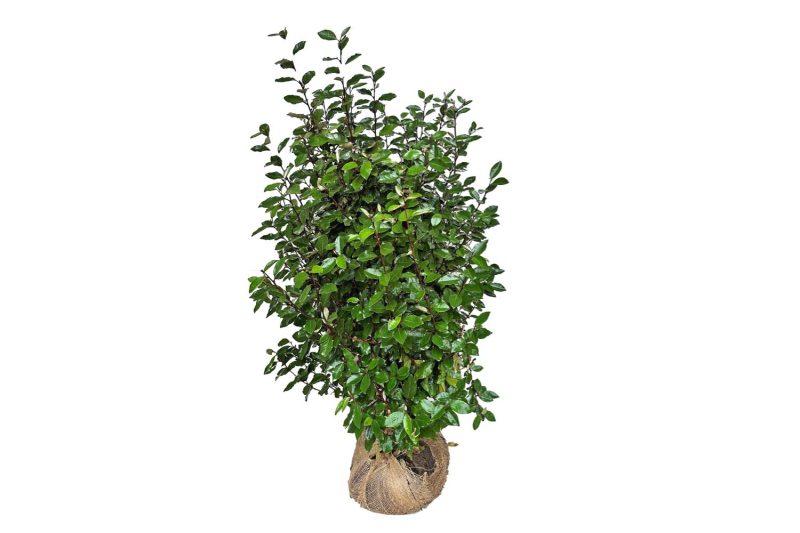 Olijfwilg Compacta - Haagplantenkopen-nl