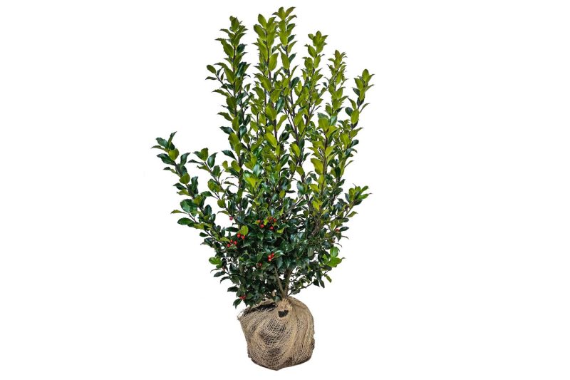 Hulst Blue Maid - Haagplantenkopen-nl