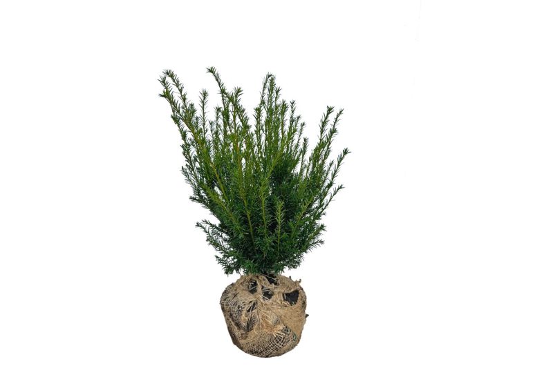 Taxus Groenland - Haagplantenkopen-nl