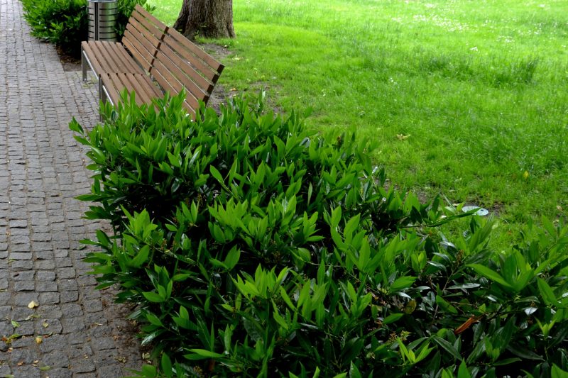 Laurier Otto Luyken - Haagplantenkopen-nl