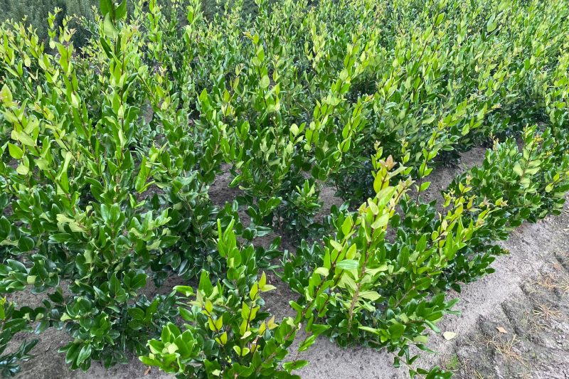 Liguster Texanum - Haagplantenkopen-nl