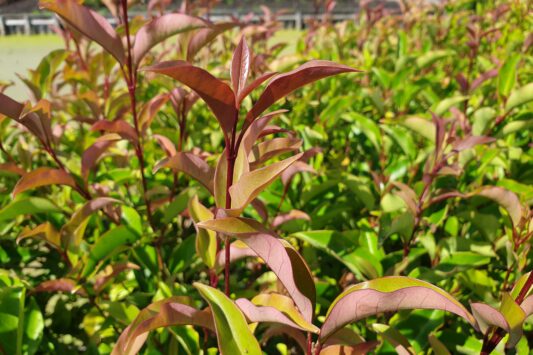 Liguster Green Screen®