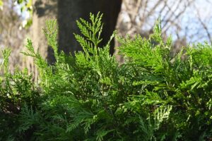 Conifeer Leylandii 2001 - Haagplantenkopen-nl