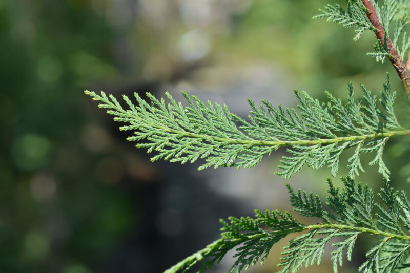 Conifeer Leylandii 2001 (nieuw)!