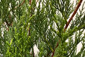 Conifeer Leylandii 2001 - Haagplantenkopen-nl