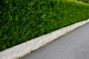 Conifeer Martin - Haagplantenkopen-nl