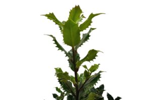 Hulst Amore Rosso - Haagplantenkopen-nl