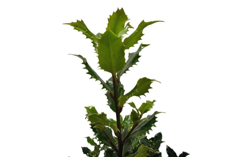 Hulst Amore Rosso - Haagplantenkopen-nl