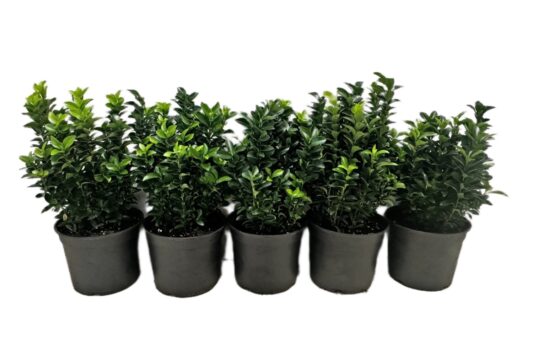 Kardinaalsmuts Green Spire