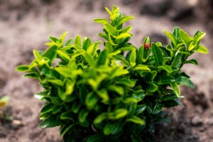 Kardinaalsmuts Green Spire - Haagplantenkopen-nl