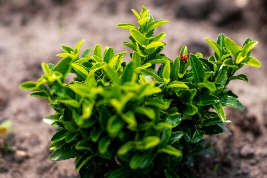 Kardinaalsmuts Green Spire - Haagplantenkopen-nl