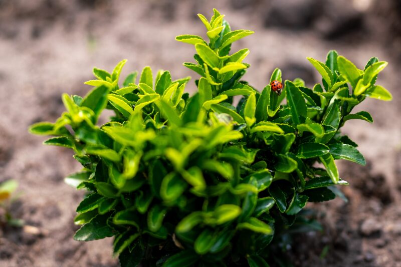 Kardinaalsmuts Green Spire - Haagplantenkopen-nl