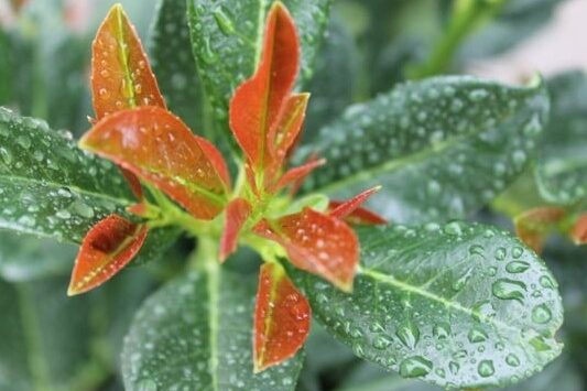 Laurier Bonaparte® (nieuw)!