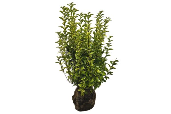 philodendron melanochrysum hydrokultur Philodendron Melanochrysum online bestellen – Plantlovers main image 0