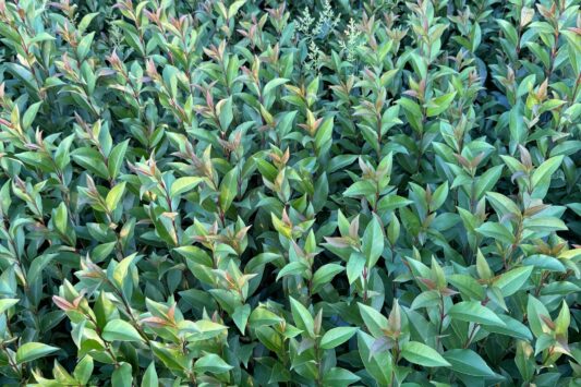 Liguster Green Screen® (nieuw!)