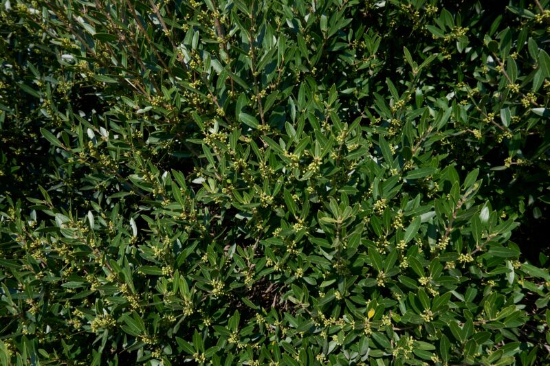 Steenlinde - Haagplantenkopen-nl