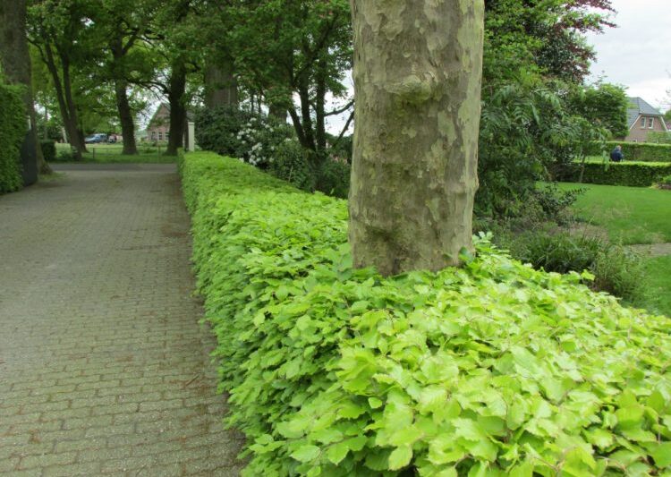 Groene Beukenhaag