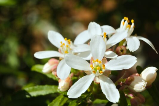 Choisya White Dazzler - Haagplantenkopen-nl