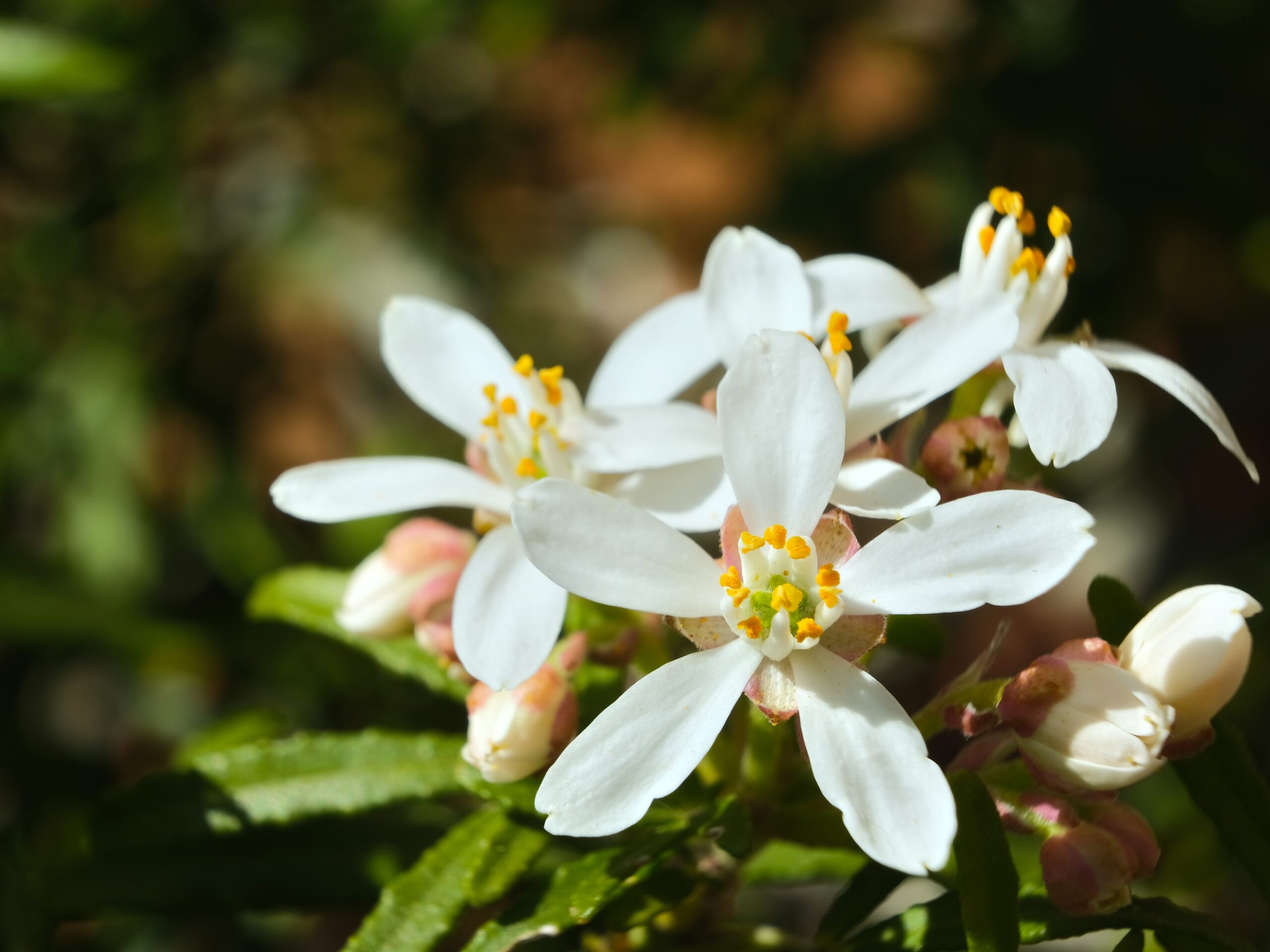 Choisya White Dazzler - Haagplantenkopen-nl