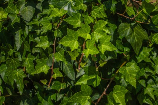 Hedera helix