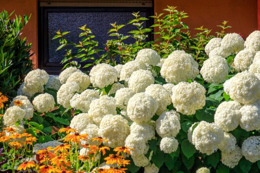 Hortensia Strong Annabelle - Haagplantenkopen-nl